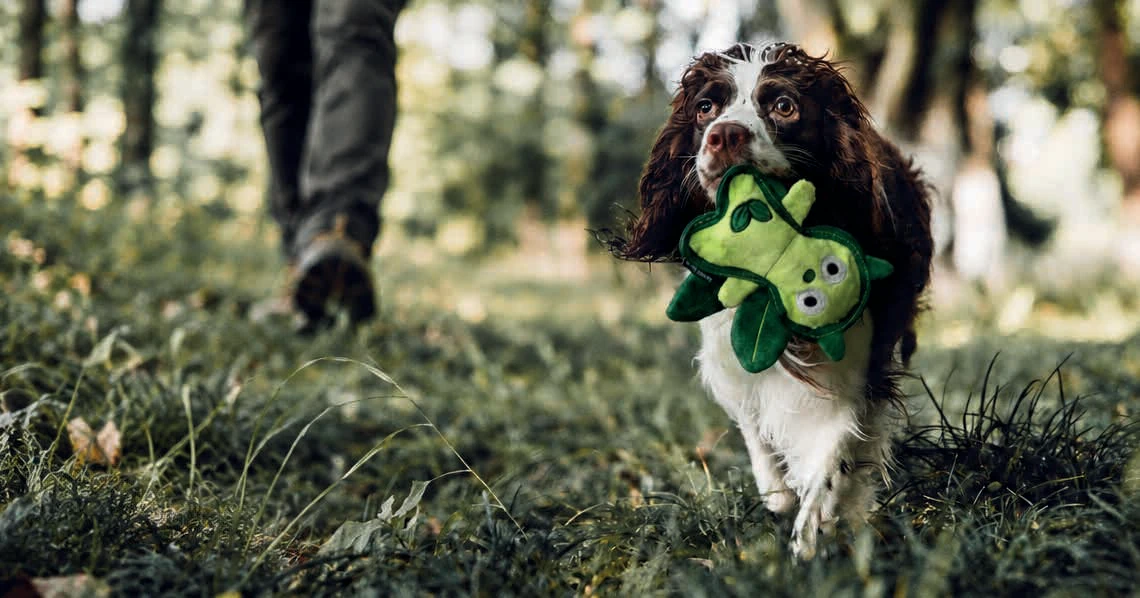 A spaniel enjoying a woodland walk with a bright green pet toy