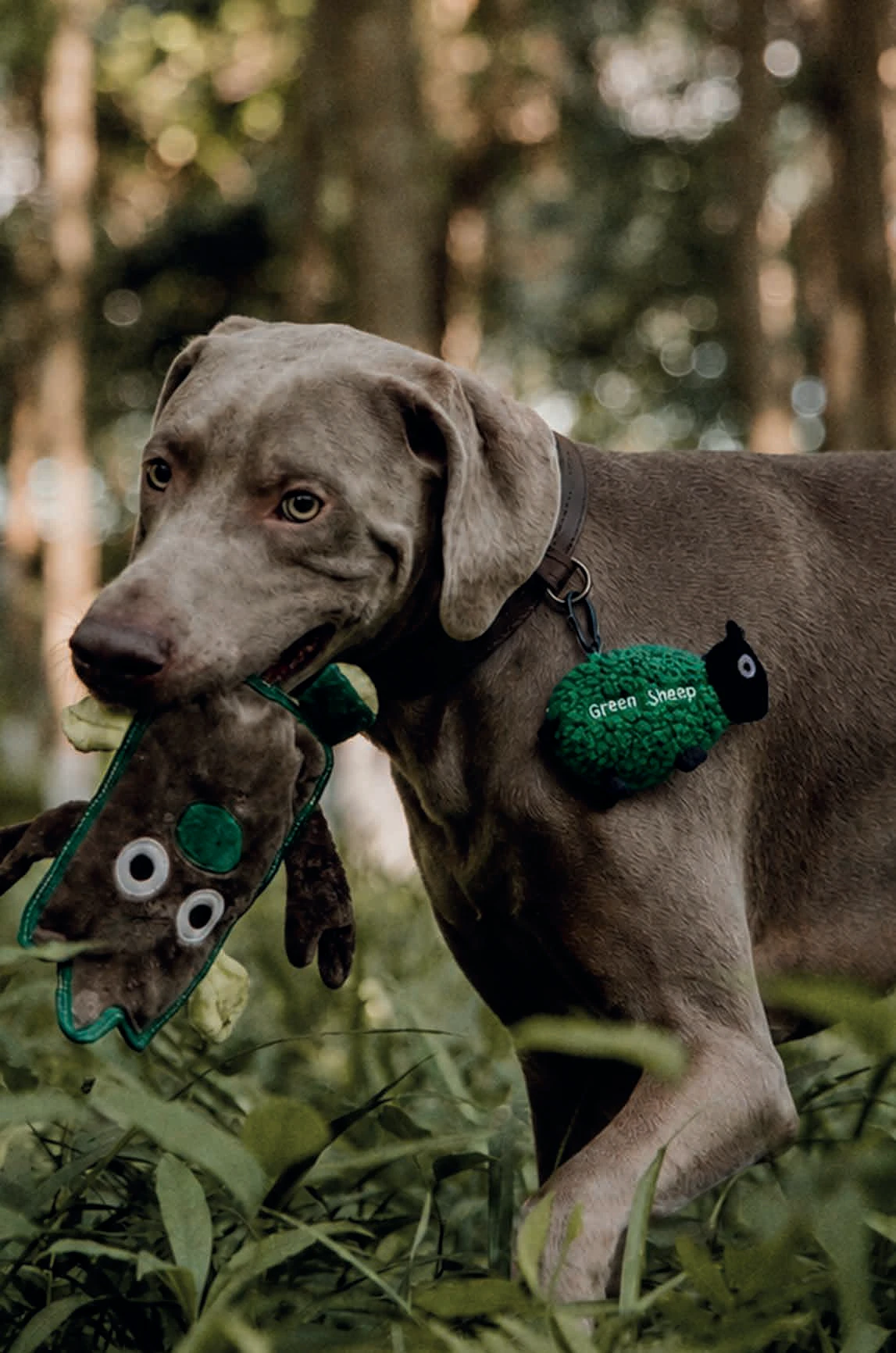 A grey dog carrying a favourite Green Sheep toy outdoors